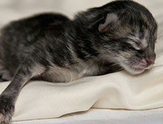 Wildfee's Norwegische Waldkatzen Wildfee's Xinnie - 1 Tag alt