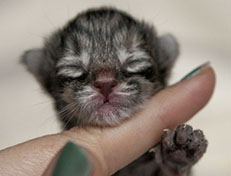 Wildfee's Norwegische Waldkatzen Wildfee's Xinnie - 1 Tag alt