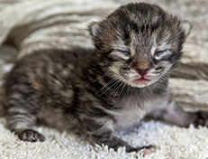 Wildfee's Norwegische Waldkatzen Wildfee's Xinnie - 1 Woche alt