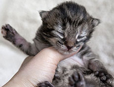 Wildfee's Norwegische Waldkatzen Wildfee's Xinnie - 1 Woche alt