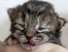 Wildfee's Norwegische Waldkatzen Wildfee's Xinnie - 1 Woche alt