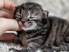 Wildfee's Norwegische Waldkatzen Wildfee's Xinnie - 1 Woche alt