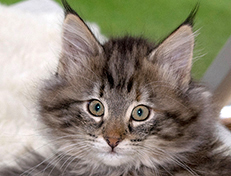 Wildfee's Norwegische Waldkatzen Wildfee's Xinnie - 10 Wochen alt