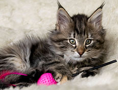 Wildfee's Norwegische Waldkatzen Wildfee's Xinnie - 10 Wochen alt