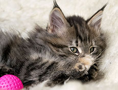 Wildfee's Norwegische Waldkatzen Wildfee's Xinnie - 10 Wochen alt