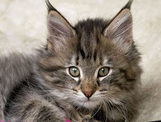 Wildfee's Norwegische Waldkatzen Wildfee's Xinnie - 10 Wochen alt