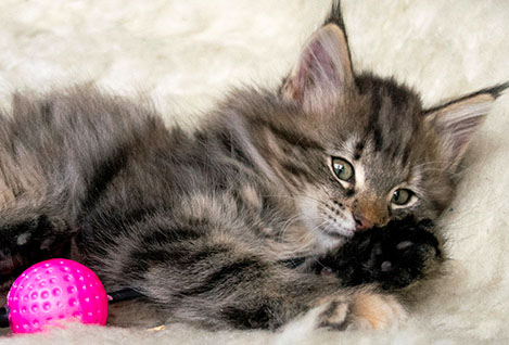 Wildfee's Norwegische Waldkatzen Wildfee's Xinnie - 10 Wochen alt