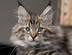 Wildfee's Norwegische Waldkatzen Wildfee's Xinnie - 12 Wochen alt