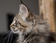 Wildfee's Norwegische Waldkatzen Wildfee's Xinnie - 12 Wochen alt