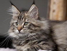 Wildfee's Norwegische Waldkatzen Wildfee's Xinnie - 12 Wochen alt