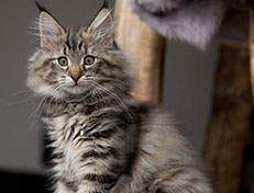 Wildfee's Norwegische Waldkatzen Wildfee's Xinnie - 12 Wochen alt