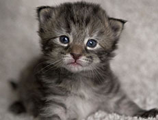 Wildfee's Norwegische Waldkatzen Wildfee's Xinnie - 2 Wochen alt