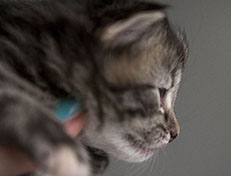 Wildfee's Norwegische Waldkatzen Wildfee's Xinnie - 2 Wochen alt