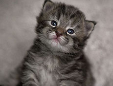 Wildfee's Norwegische Waldkatzen Wildfee's Xinnie - 2 Wochen alt