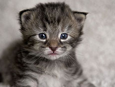 Wildfee's Norwegische Waldkatzen Wildfee's Xinnie - 2 Wochen alt