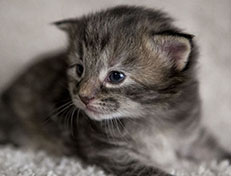 Wildfee's Norwegische Waldkatzen Wildfee's Xinnie - 2 Wochen alt