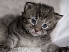 Wildfee's Norwegische Waldkatzen Wildfee's Xinnie - 2 Wochen alt