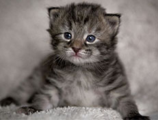 Wildfee's Norwegische Waldkatzen Wildfee's Xinnie - 2 Wochen alt