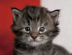 Wildfee's Norwegische Waldkatzen Wildfee's Xinnie - 3 Wochen alt