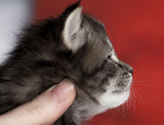 Wildfee's Norwegische Waldkatzen Wildfee's Xinnie - 3 Wochen alt