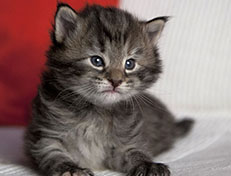 Wildfee's Norwegische Waldkatzen Wildfee's Xinnie - 3 Wochen alt