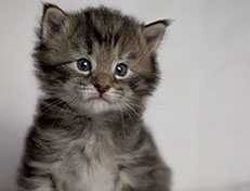 Wildfee's Norwegische Waldkatzen Wildfee's Xinnie - 3 Wochen alt