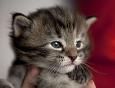 Wildfee's Norwegische Waldkatzen Wildfee's Xinnie - 3 Wochen alt