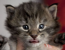 Wildfee's Norwegische Waldkatzen Wildfee's Xinnie - 3 Wochen alt