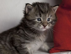 Wildfee's Norwegische Waldkatzen Wildfee's Xinnie - 3 Wochen alt