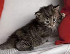 Wildfee's Norwegische Waldkatzen Wildfee's Xinnie - 3 Wochen alt