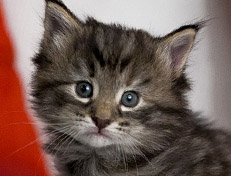 Wildfee's Norwegische Waldkatzen Wildfee's Xinnie - 4 Wochen alt