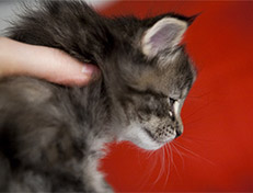 Wildfee's Norwegische Waldkatzen Wildfee's Xinnie - 4 Wochen alt