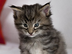 Wildfee's Norwegische Waldkatzen Wildfee's Xinnie - 4 Wochen alt