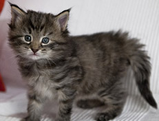 Wildfee's Norwegische Waldkatzen Wildfee's Xinnie - 4 Wochen alt