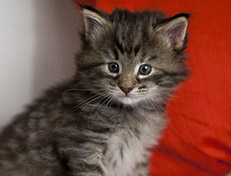 Wildfee's Norwegische Waldkatzen Wildfee's Xinnie - 4 Wochen alt