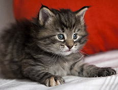 Wildfee's Norwegische Waldkatzen Wildfee's Xinnie - 4 Wochen alt