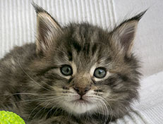 Wildfee's Norwegische Waldkatzen Wildfee's Xinnie - 5 Wochen alt