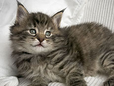 Wildfee's Norwegische Waldkatzen Wildfee's Xinnie - 5 Wochen alt