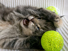 Wildfee's Norwegische Waldkatzen Wildfee's Xinnie - 5 Wochen alt