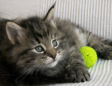 Wildfee's Norwegische Waldkatzen Wildfee's Xinnie - 5 Wochen alt