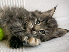 Wildfee's Norwegische Waldkatzen Wildfee's Xinnie - 5 Wochen alt