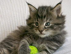 Wildfee's Norwegische Waldkatzen Wildfee's Xinnie - 5 Wochen alt