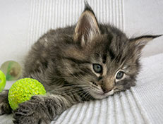 Wildfee's Norwegische Waldkatzen Wildfee's Xinnie - 5 Wochen alt