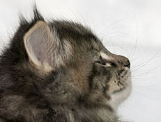 Wildfee's Norwegische Waldkatzen Wildfee's Xinnie - 6 Wochen alt