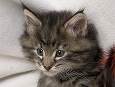 Wildfee's Norwegische Waldkatzen Wildfee's Xinnie - 6 Wochen alt