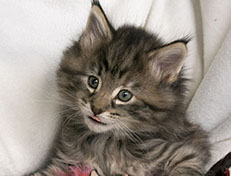 Wildfee's Norwegische Waldkatzen Wildfee's Xinnie - 6 Wochen alt