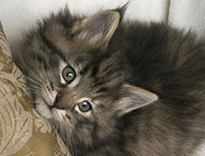 Wildfee's Norwegische Waldkatzen Wildfee's Xinnie - 6 Wochen alt