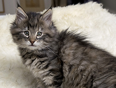 Wildfee's Norwegische Waldkatzen Wildfee's Xinnie - 8 Wochen alt