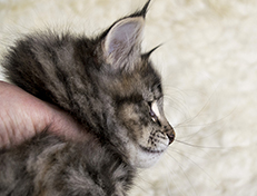 Wildfee's Norwegische Waldkatzen Wildfee's Xinnie - 8 Wochen alt