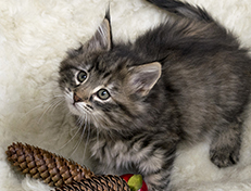 Wildfee's Norwegische Waldkatzen Wildfee's Xinnie - 8 Wochen alt